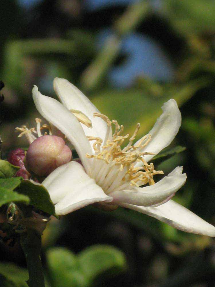              Flower (Riverside, CA)       